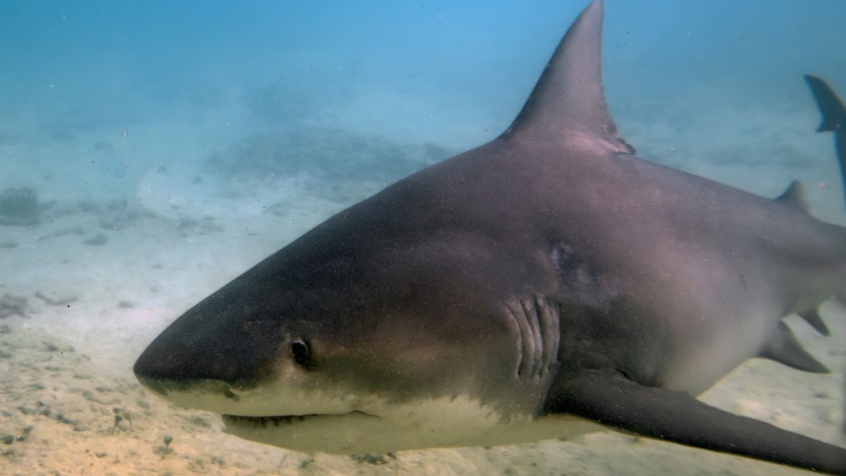 Žralok zabil brazilského chlapce. Vykousl mu do stehna díru o průměru 33 centimetrů